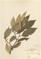 藏品(紅皮(葉下白、赤仔尾))的圖片